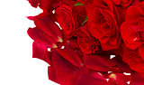 scarlet  roses with petals close up