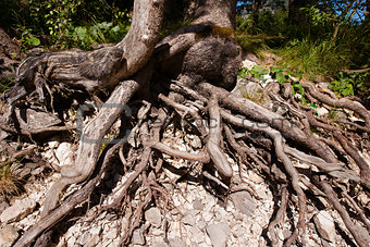 Roots of the Two Trees