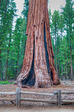 The worlds largest tree - General Sherman