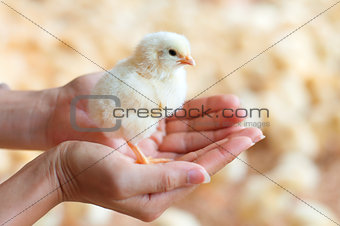 Holding a chick in hand