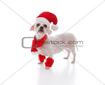 Little white dog looking for santa