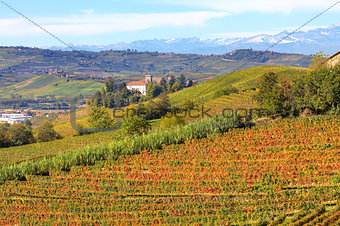 Autumnal view on vineyards in Piedmont, Italy.