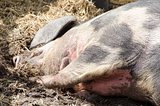 Head of a pig sleeping