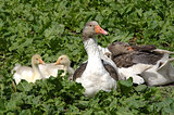 Domestic goose with fledglings