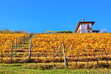 Autumnal vineyard on the hill in Italy.