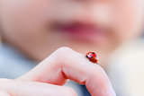 Ladybug on a child finger
