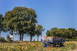 Cart with pumpkins in the field
