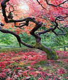Old Japanese Maple Tree in Fall