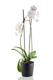 Beautiful white orchid in a flowerpot