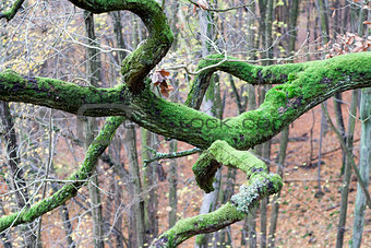 branch covered with moss