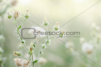 Flower plant grass