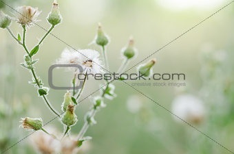 Flower plant grass