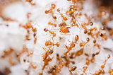 Red fire ants on the rice