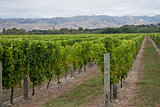 Marlborough Vineyards
