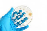 genetically modified fungi on agar plate