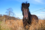 dark pony on pasture