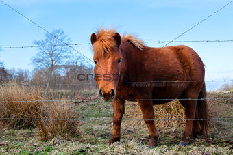 cute brown pony on pasture