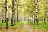 Autumn pathway in october morning mist birch grove
