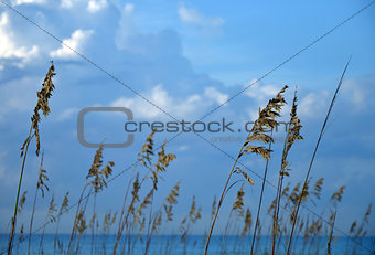 Ocean Reeds