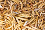 Meal worms