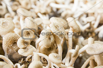 Mushrooms in farm