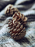 Cones on a woolen fabric