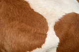 Cow hide texture