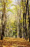 Sunny autumn October forest on blue sky