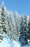 Morning winter fir forest.