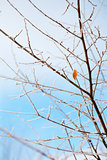 frozen branches and sky