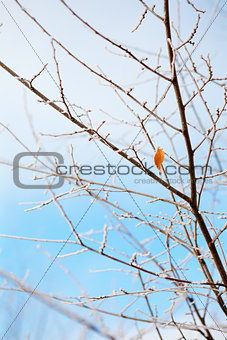 frozen branches and sky