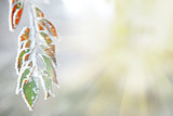 background of frozen leaves under the frost and sun