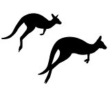 two kangaroo