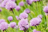 Flowering purple chive blossoms