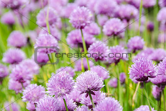 Flowering purple chive blossoms