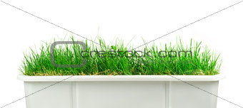 Flowerpot with green grass