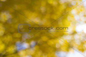 Yellow Fall Foliage Blurred Background