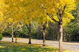 Falling Leaves from Neighborhood Beech Trees