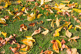 Yellow Fall Beech Tree Leaves on Grass Lawn