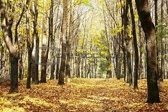 Golden walkway in sunny autumn October forest on blue sky