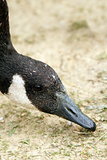 canadian goose searching for food