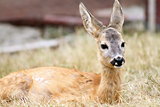 close up of a roe deer fawn