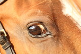 closeup of a horse eye