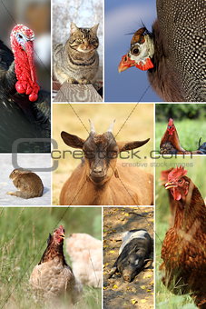 collage with different farm animals