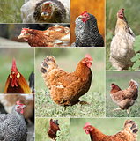collage with hens and roosters