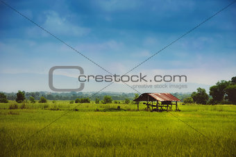 Farmer hut on green fields in mountain view