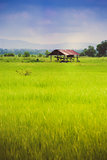 Farmer hut on green fields in mountain view
