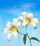 Holiday background with two white lilies. Vector. 