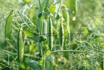 pea field with pods 