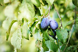 blue ripe plum in home orchard